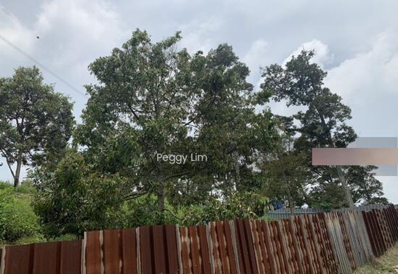 Kulim, Junjong, Kedah, Durian Farm For Sale, Black Thorn, Musang King