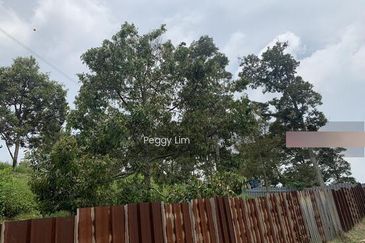 Kulim, Junjong, Kedah, Durian Farm For Sale, Black Thorn, Musang King