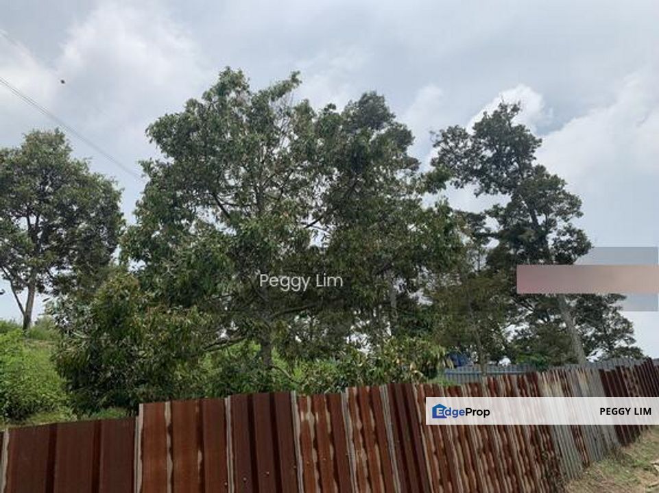 Kulim, Junjong, Kedah, Durian Farm For Sale, Black Thorn, Musang King, Kedah, Kulim