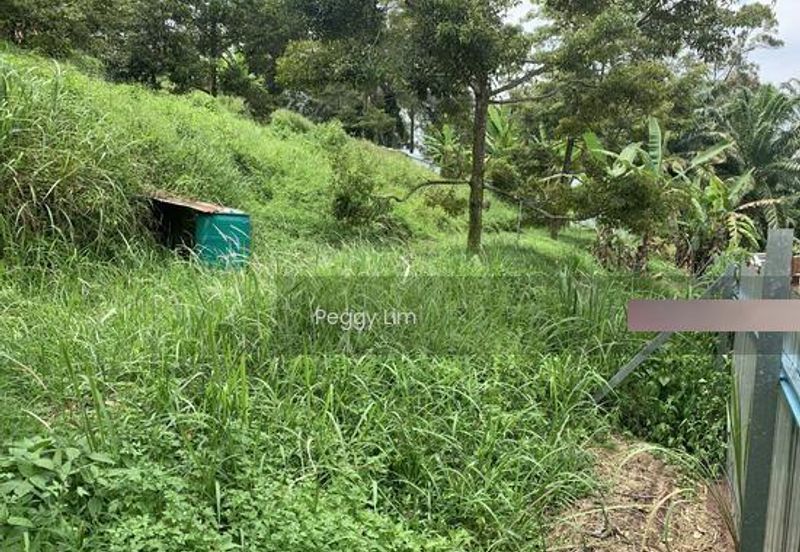 Kulim, Junjong, Kedah, Durian Farm For Sale, Black Thorn, Musang King