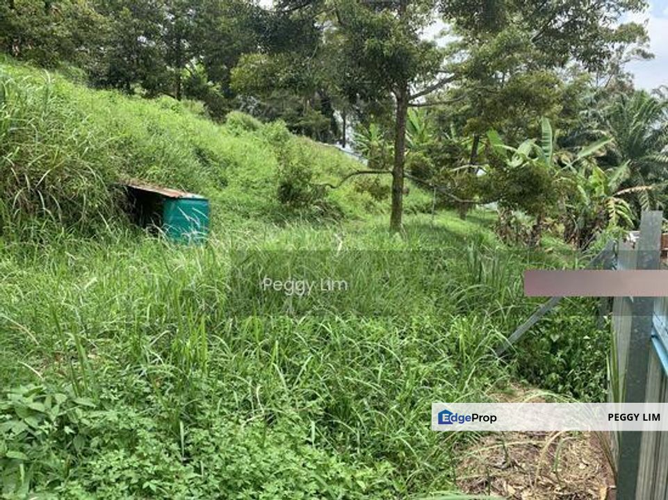 Kulim, Junjong, Kedah, Durian Farm For Sale, Black Thorn, Musang King, Kedah, Kulim