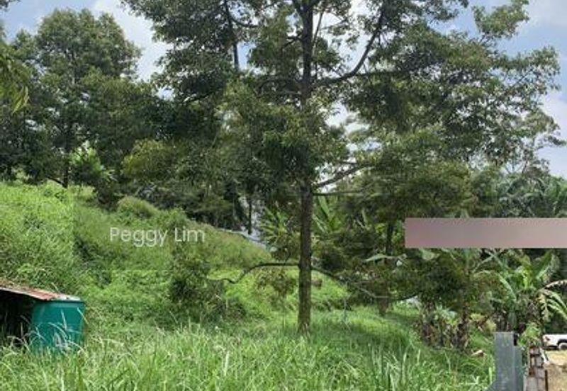Kulim, Junjong, Kedah, Durian Farm For Sale, Black Thorn, Musang King