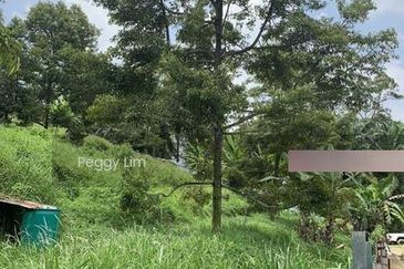 Kulim, Junjong, Kedah, Durian Farm For Sale, Black Thorn, Musang King