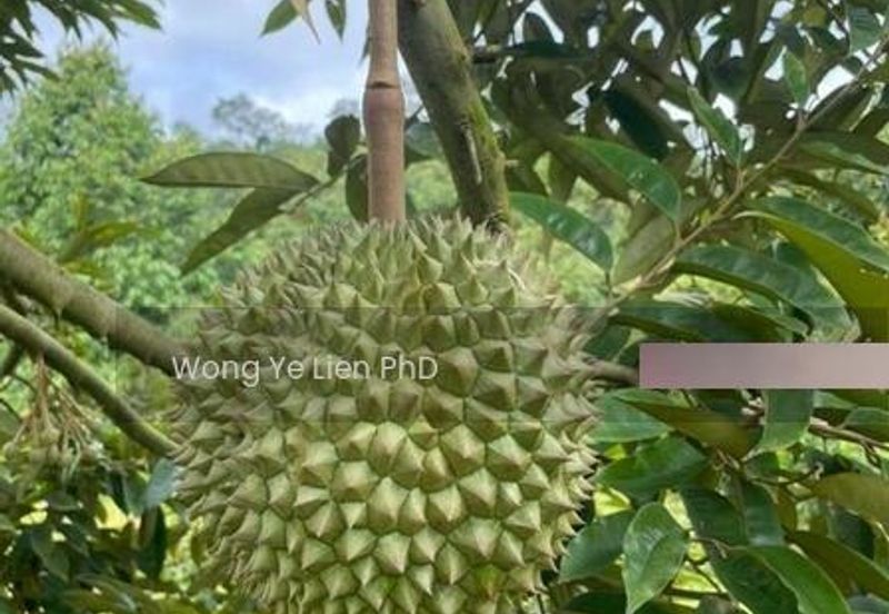 LAND, 2. 33 ac, Main Road, Kampung Simpang Panggung, 27200 Kuala Lipis, Pahang