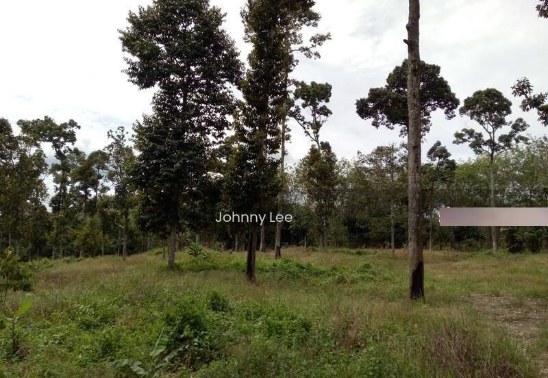 Bentong Karak Durian