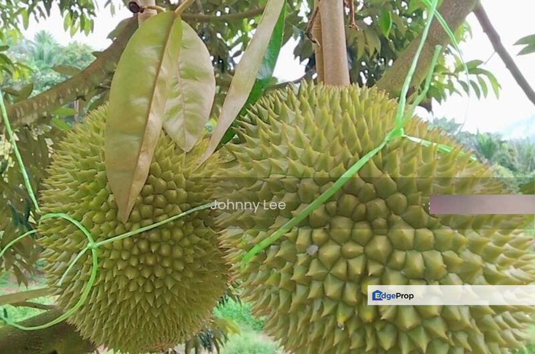 Behrang Hulu, Perak, Tanjung Malim