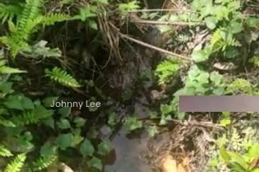 Bentong Karak Durian