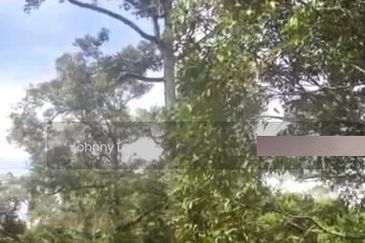 Bentong Karak Durian