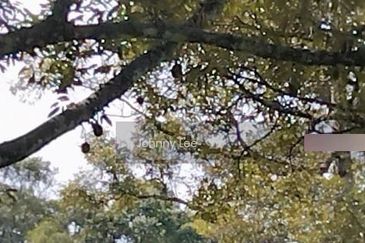 Bentong Karak Durian