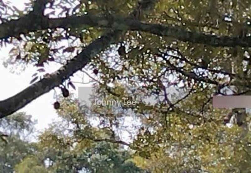 Bentong Karak Durian