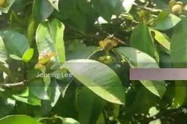 Bentong Karak Durian