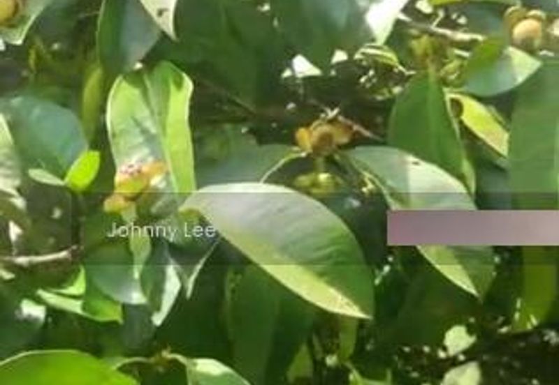 Bentong Karak Durian