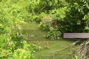 Bentong Karak Durian