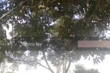 Bentong Karak Durian