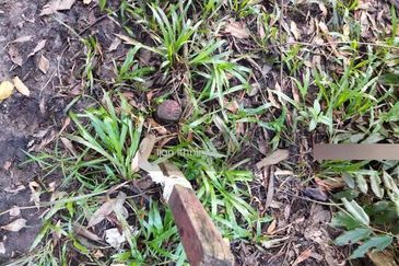 Tanah Pantai Sepat Kuantan