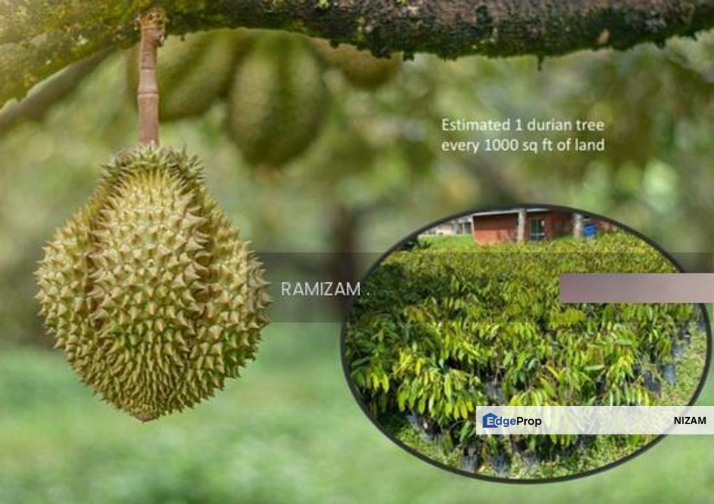 Diamond Creek, Perak, Batang Padang