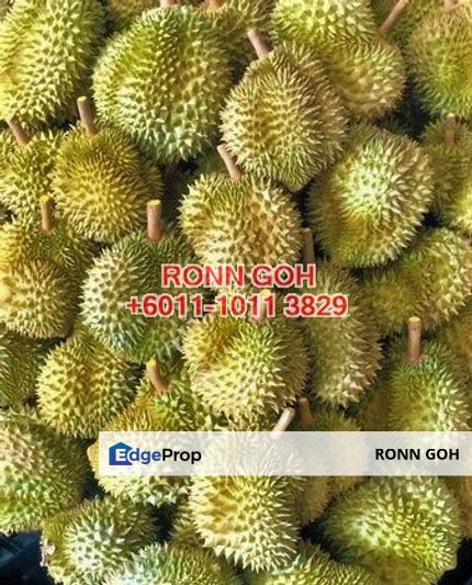 * PAHANG 25 ACRES LAND FOR DURIAN TREES (FOR SALE), Pahang, Karak