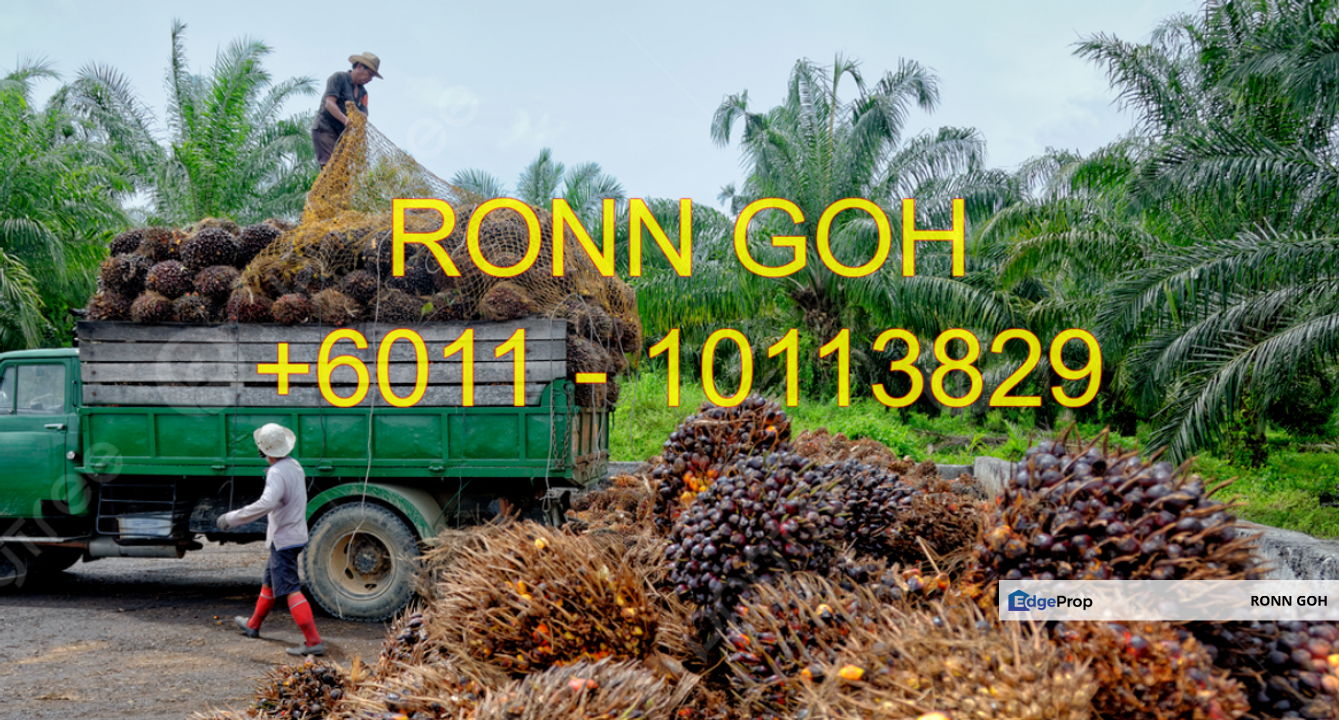* SEREMBAN (N9) : 630 ACRES FREEHOLD OIL PALM LAND ( FOR SALE : RM 4.50 PER SQFT ) / 芙蓉 ( 森美区 ）：630 英畝永久棕油园土地（ 出售：RM 4.50 一平方尺 ）, Negeri Sembilan, Seremban