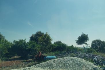 300 Acres Durian For Looking outright sales & Joint venture. Negotiable !!!