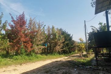 300 Acres Durian For Looking outright sales & Joint venture. Negotiable !!!