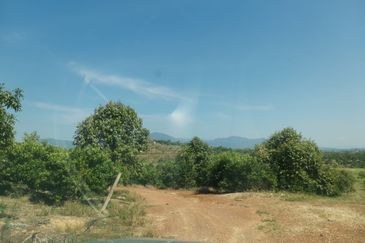 300 Acres Durian For Looking outright sales & Joint venture. Negotiable !!!