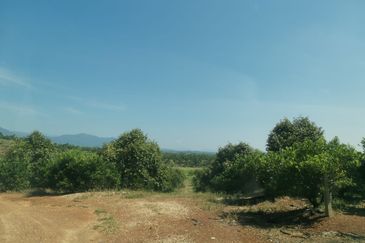 300 Acres Durian For Looking outright sales & Joint venture. Negotiable !!!