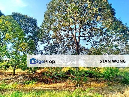 Simpang Petang Mature Durian Farm For Sale, Negeri Sembilan, Jelebu