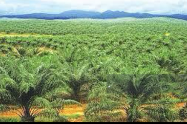 Kuala Pilah, Negeri Sembilan Land For Sale