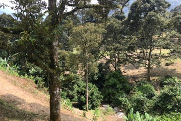 Rare Durian Orchard near Cameron Highland  榴莲园出售！神仙宝地，非你莫属 Durian Durian Durian Farm