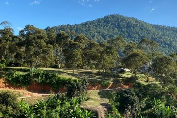 Rare Durian Orchard near Cameron Highland  榴莲园出售！神仙宝地，非你莫属 Durian Durian Durian Farm