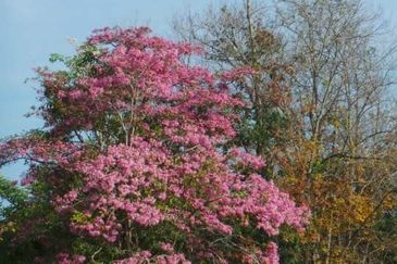 COLLEGE HEIGHTS GARDEN RESORT (PAJAM)