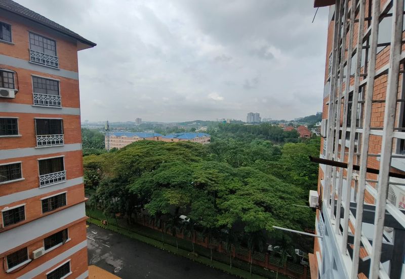 Evergreen Park Cypress