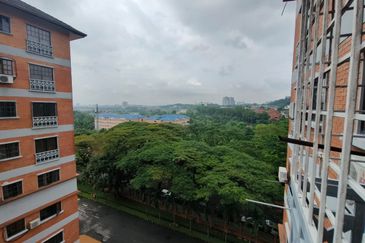 Evergreen Park Scot Pine