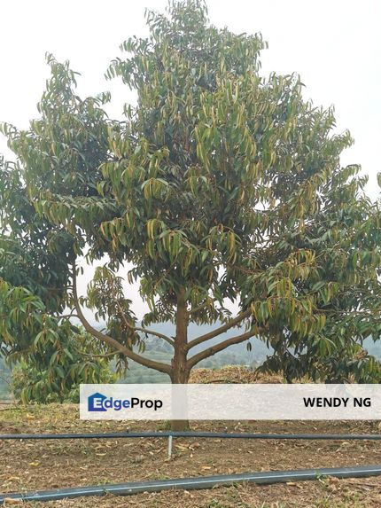 Stream land 溪水经过地段【 ±5 years DURIAN Tree 榴莲树 】Water & Eletricity available, Selangor, Serendah