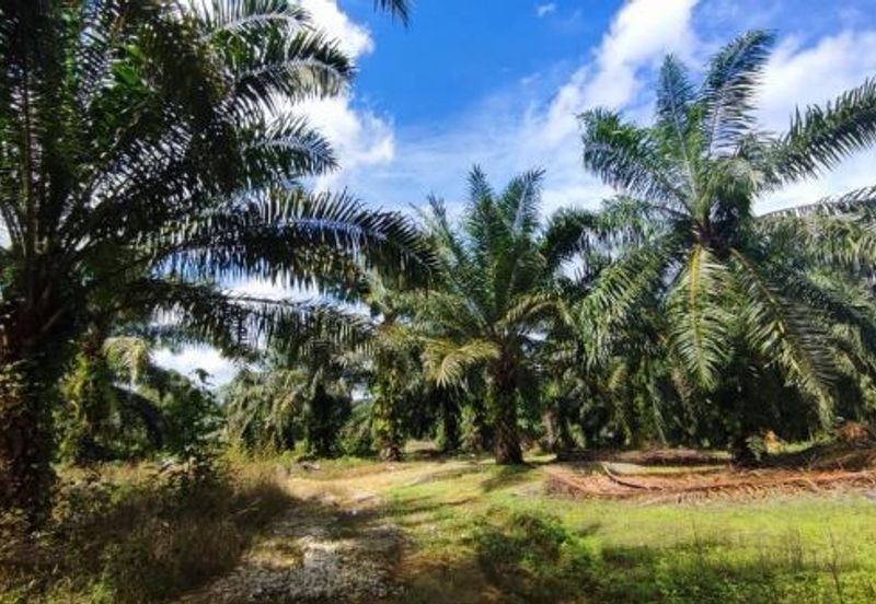 [Sale - Rm140k per Acres] 16 Acres Agriculture Land Bandar BERA, Teriang, Pahang.