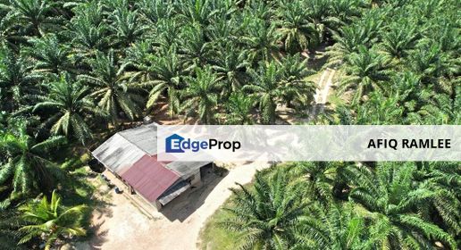 247 EKAR | 100 HEKTAR Tanah Ladang Kelapa Sawit Juasseh Kuala Pilah Negeri Sembilan Oil Palm, Negeri Sembilan, Kuala Pilah
