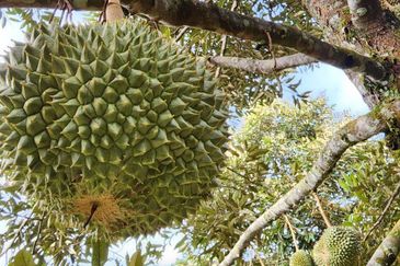 RAUB Durian Farm for sale