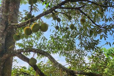 RAUB Durian Farm parcel6 for sale