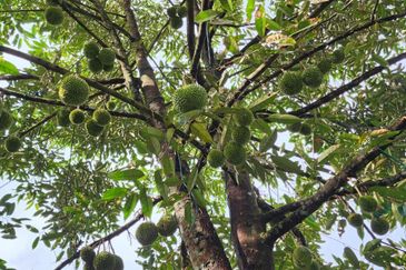 RAUB Durian Farm parcel2&3 for sale