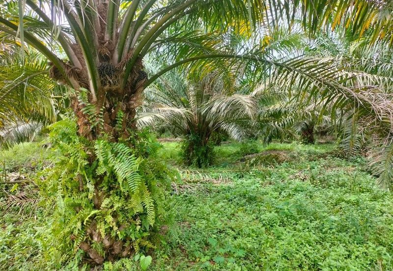 Banting @ Industrial