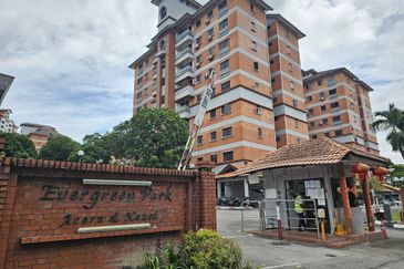 Evergreen Park Acorn and Hazel