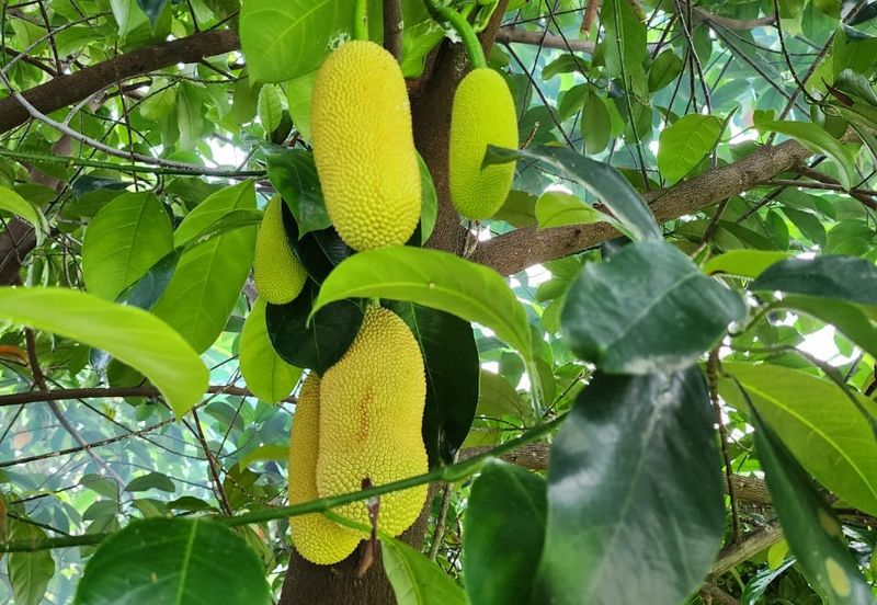 Seksyen 6, Kota Damansara