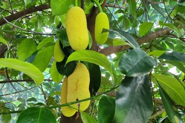 Seksyen 6, Kota Damansara