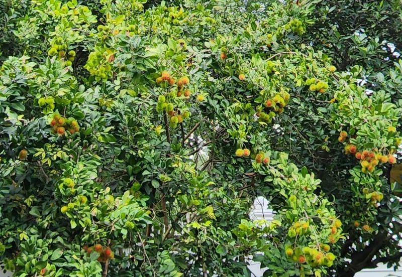 Seksyen 6, Kota Damansara