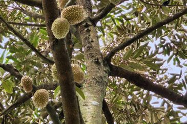 Seksyen 6, Kota Damansara