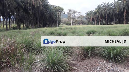 Oil palm plantation for sale , Perak, Teluk Intan