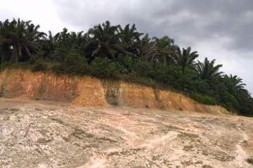 Agricultural Land Near ROADSIDE