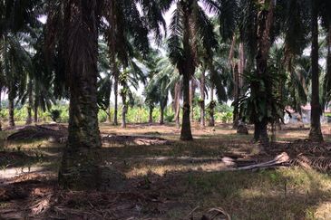 Agricultural Land (Freehold) @ Sitiawan, Perak