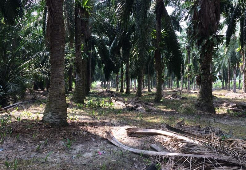 Agricultural Land (Freehold) @ Sitiawan, Perak