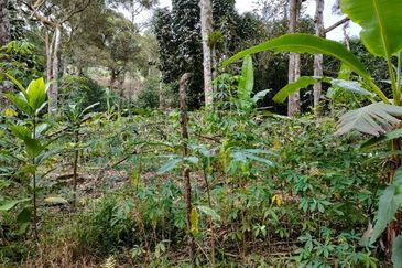 Tapah Freehold Agricultural Land For Sale